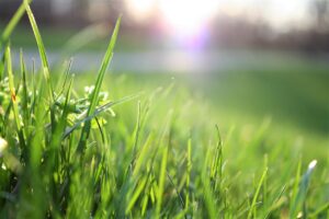 Comment éviter les mauvaises herbes dans sa pelouse ?