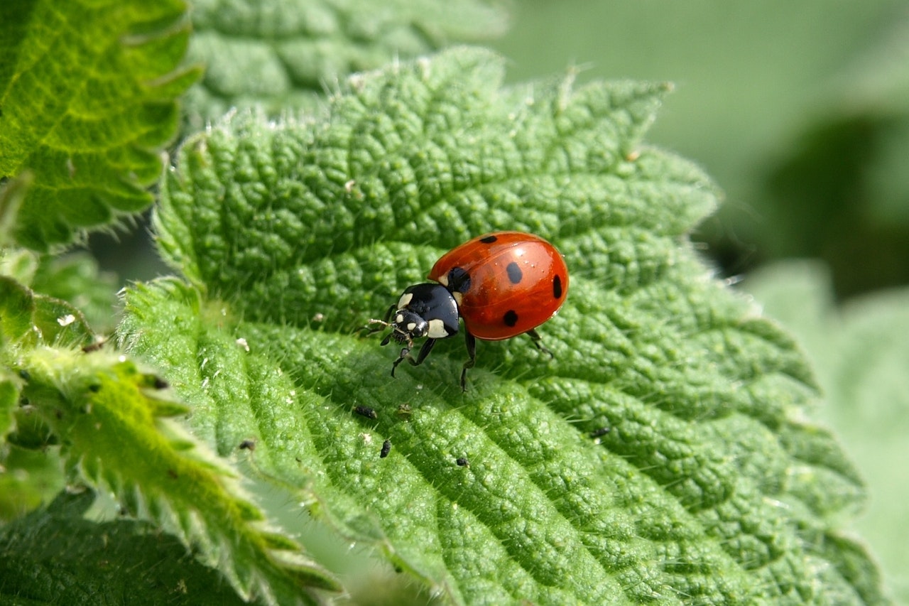 coccinelles et pucerons