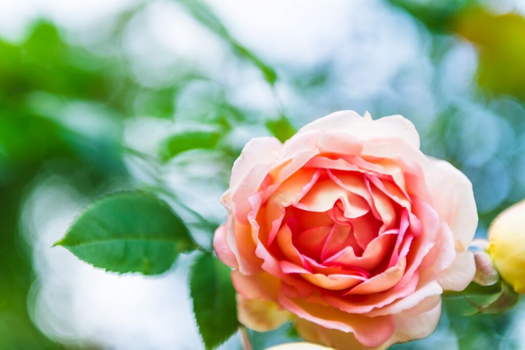 jardin-anglais-rose