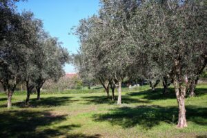Planter un olivier : comment et quand le faire ?