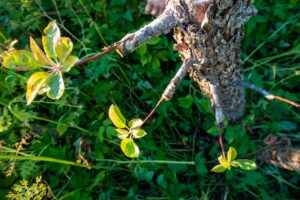 Bouillie bordelaise : utilisation au jardin et au potager arbre-fuitier-bouillie-bordelaise
