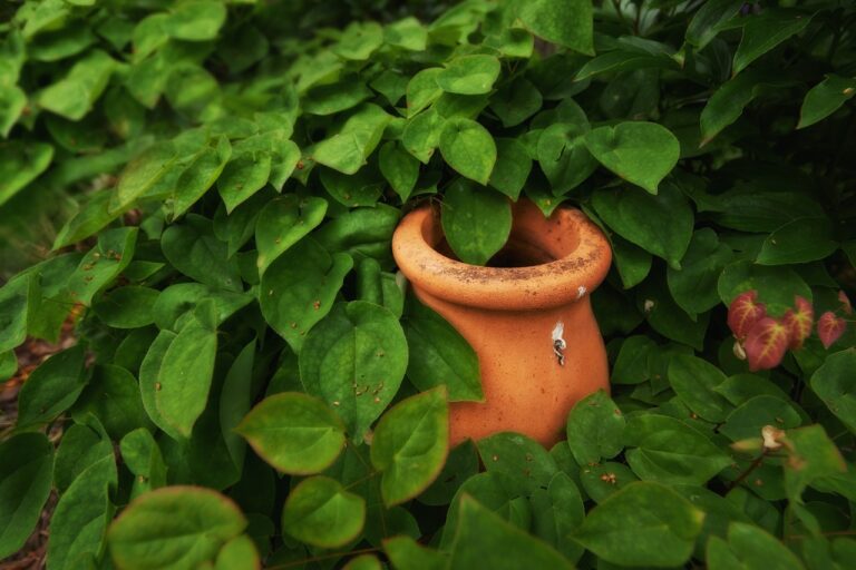 Un pot en céramique entouré de feuilles vertes dans un jardin