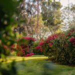 Jardin paysager vert avec des fleurs rouges