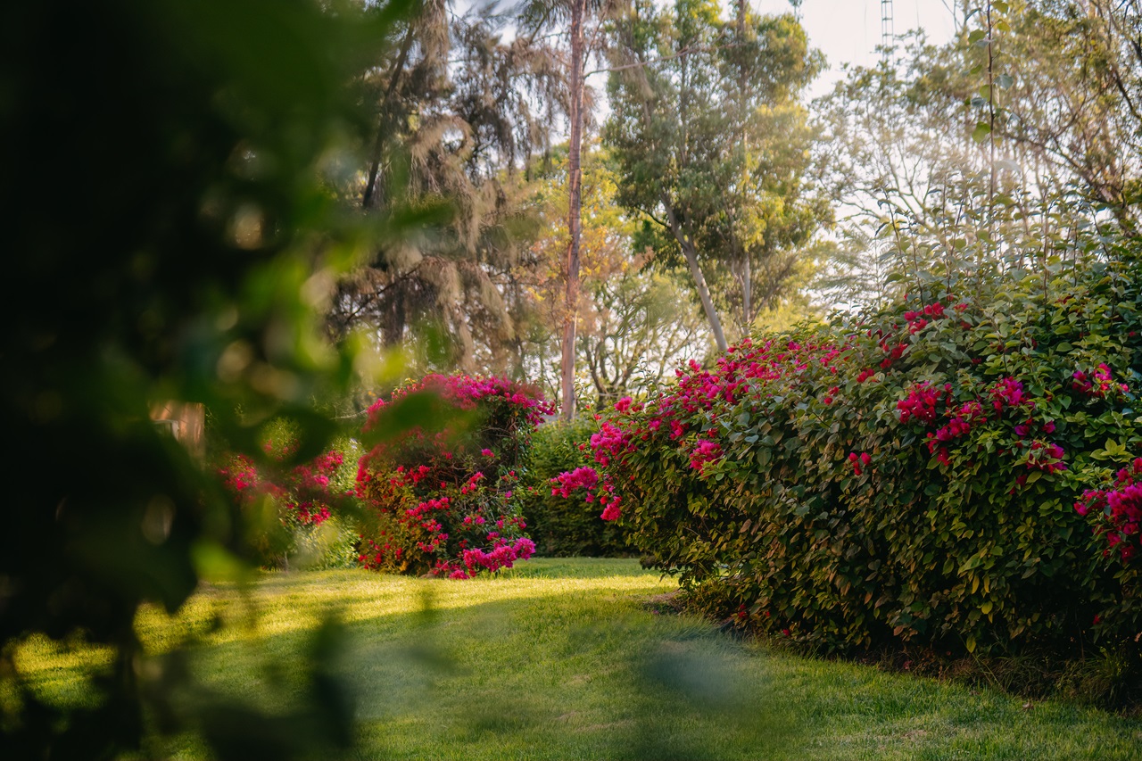 Jardin paysager vert avec des fleurs rouges