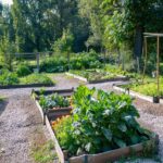 Conseils pour un jardin autosuffisant