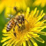 une abeille sur un pissenlit