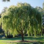 Tout ce qu'il faut savoir sur le saule crevette : plantation, entretien et taille