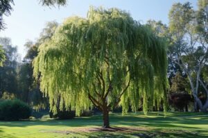 Tout ce qu'il faut savoir sur le saule crevette : plantation, entretien et taille Tout ce qu'il faut savoir sur le saule crevette : plantation, entretien et taille