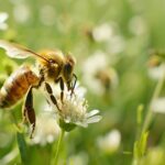 Top 20 des plantes mellifères: les favorites des abeilles