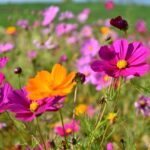Un champ de cosmos de fleurs sauvages colorées. rose, jaune, orange, violet, fleurs, nature, fleurs sauvages