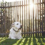 Chien sur le jardin au coucher du soleil