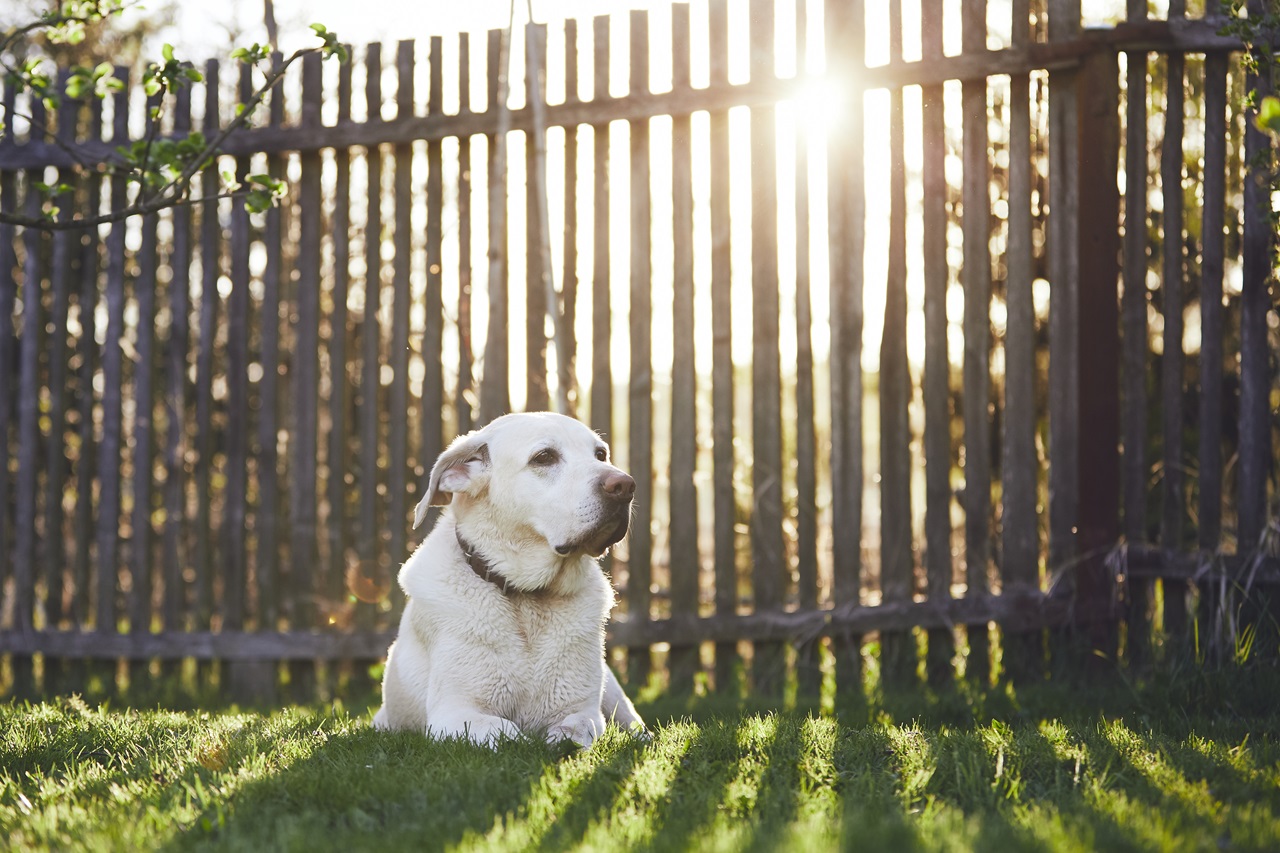 Chien sur le jardin au coucher du soleil