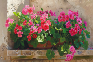geraniums-en-fleur-assurez-leur-eclat