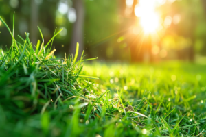 Herbe tondue : ne la jetez plus, découvrez son utilité pour votre jardin herbe-tondue-ne-la-jetez-plus-decouvrez-son-utilit_1_2_7272