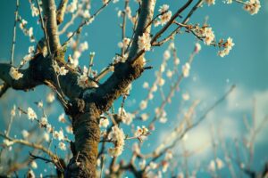 Les arbres à ne pas tailler en avril : évitez leur mort prématurée ! les-arbres-a-ne-pas-tailler-en-avril