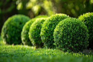 Préservez vos buis : luttez contre les nuisibles qui les menacent preservez-vos-buis