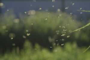 Comment se débarrasser des moucherons efficacement dans votre maison ? Comment se débarrasser des moucherons efficacement dans votre maison ?