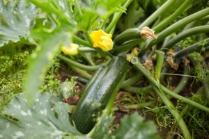 10 légumes faciles à cultiver pour débutant : démarrez un potager en toute simplicité 10 légumes faciles à cultiver pour débutant : démarrez un potager en toute simplicité