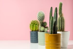 cactus-interieur