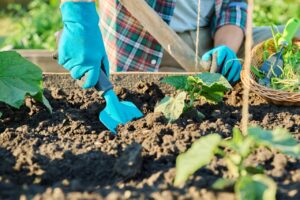 Que planter dans un carré potager ? Que planter dans un carré potager ?