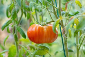 Réussir ses tomates au potager : guide pratique et astuces essentielles