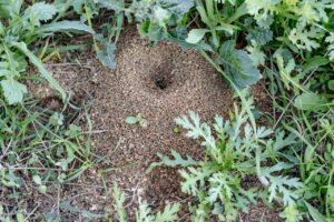 Trous dans le jardin sans monticule : comprendre leur origine et agir efficacement