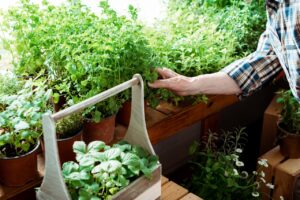 Créer un mini-potager sur balcon : astuces et étapes pour cultiver même sans jardin Créer un mini-potager sur balcon : astuces et étapes pour cultiver même sans jardin