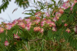 Albizia : les inconvénients à connaître avant la plantation