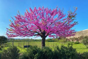 arbre-judee