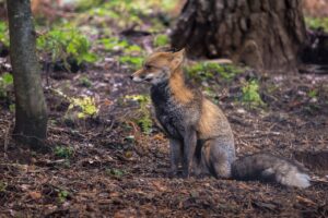 Tout savoir sur la crotte de renard : aspects physiques, comportement et enjeux sanitaires