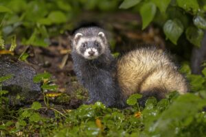 Crotte de fouine : tout pour la reconnaissance et l’identification facile