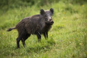 Crottes de sanglier : comment les reconnaître et comprendre leur utilité ?