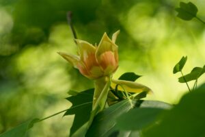 Liriodendron-tulipifera