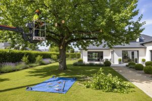 Comment estimer le coût de l'élagage d'un arbre en 2026 ? cout-elagage