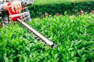 Case 7db impôt jardin : tout comprendre sur les aides fiscales pour le jardinage Case 7db impôt jardin : tout comprendre sur les aides fiscales pour le jardinage